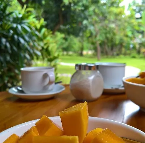 Mango Tree